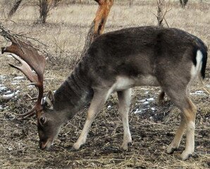 Festetics Imre Állatpark