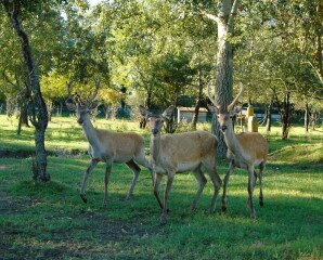 Festetics Imre Élményközpont Gyenesdiás