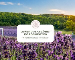 Levendulaszüret Kőröshegyen