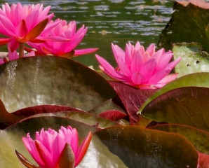 Nőnapi kajak–kenu vízitúra a Hévíz-patakon