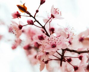 Rügyfakadás - Tavaszünnep Gyenesdiáson