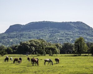 Szent György-hegyi bazaltorgonák és pincék
