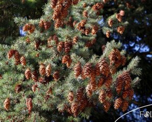 Tobozszüret a Follyban