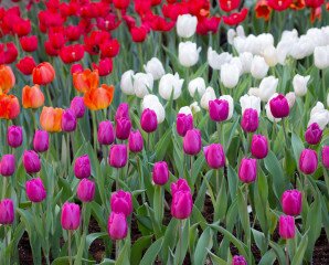 Tulipánszüret Bálványoson a Kincsek Völgyében