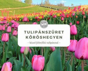 Tulipánszüret Kőröshegyen