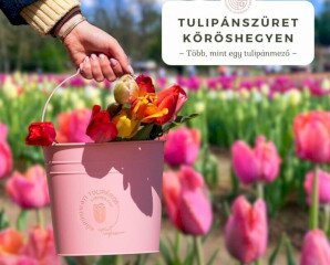 Tulipánszüret Kőröshegyen