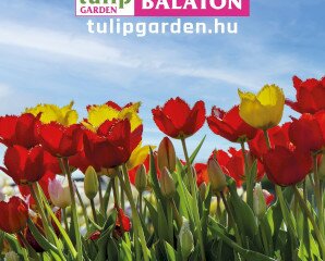 Tulipánszüret Szőlősgyörökön