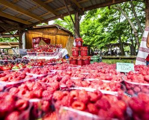Veszprém - Csalán helyi termelői piac